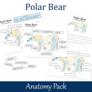 Polar Bear Anatomy worksheets, Homeschool printables, Nature Study, 026