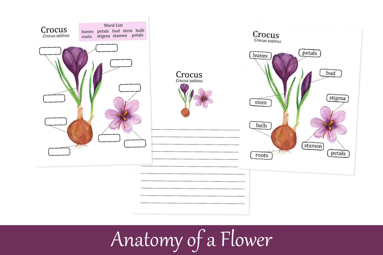Crocus Anatomy Poster, Parts of Flower, Spring Homeschool Biology