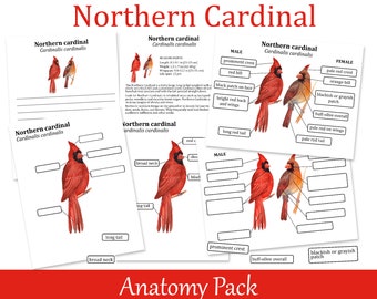 Northern Cardinal Anatomy Learning Pack, Biology Worksheets, Homeschool printables