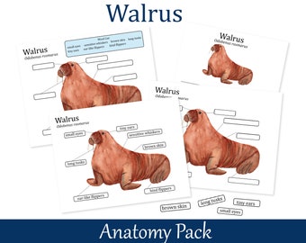 Walrus Anatomy worksheets, Homeschool biology learning, Nature Study, 026