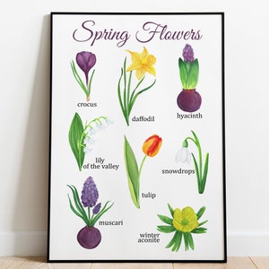 Spring Flowers Montessori Poster, Educational Poster, crocus, daffodil, tulip, muscari