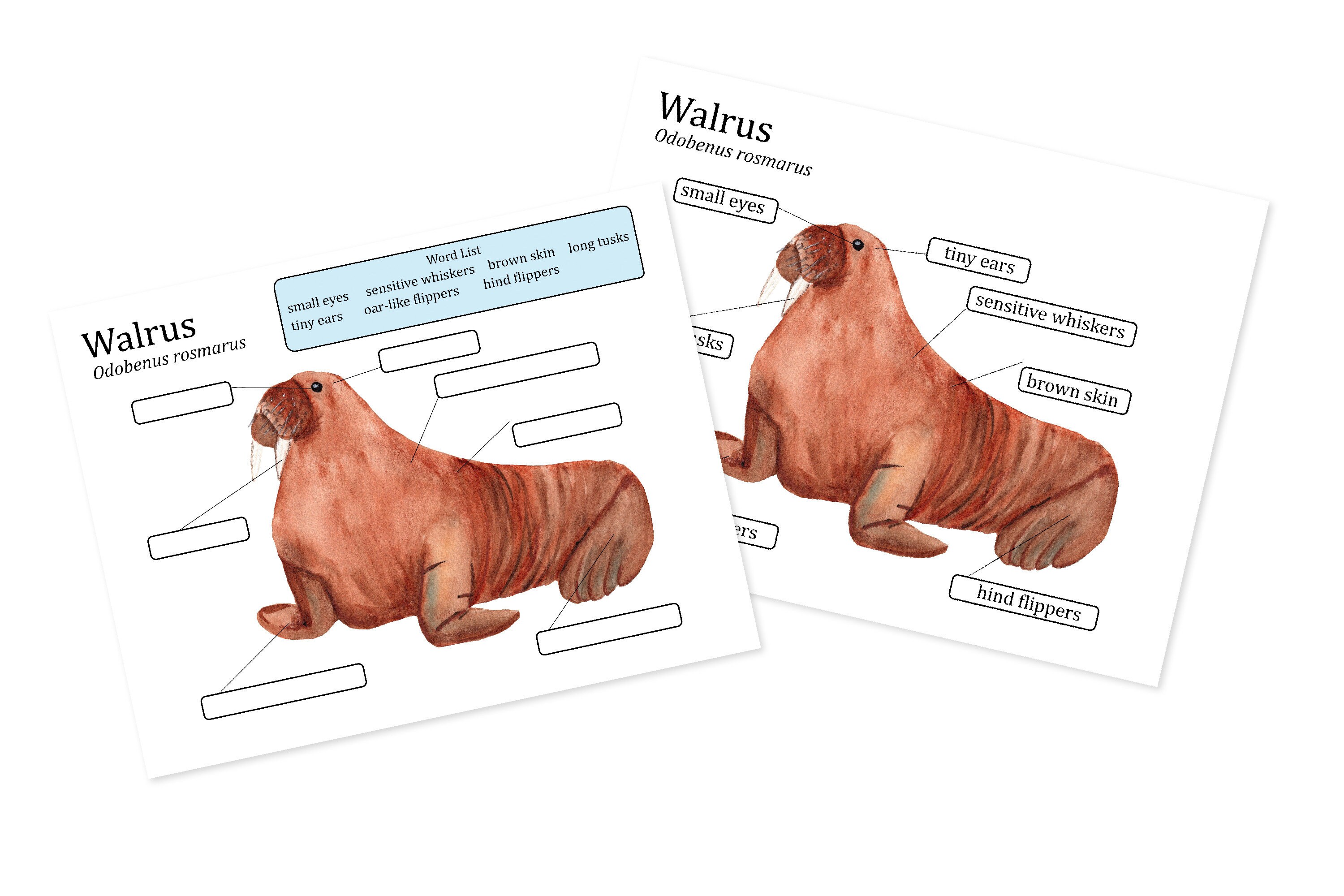 Walrus Anatomy worksheets Homeschool biology learning Nature | Etsy