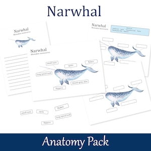 Narwhal Anatomy worksheets, Homeschool marine biology printables, Nature Study, 026