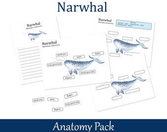 Narwhal Anatomy worksheets, Homeschool marine biology printables, Nature Study, 026
