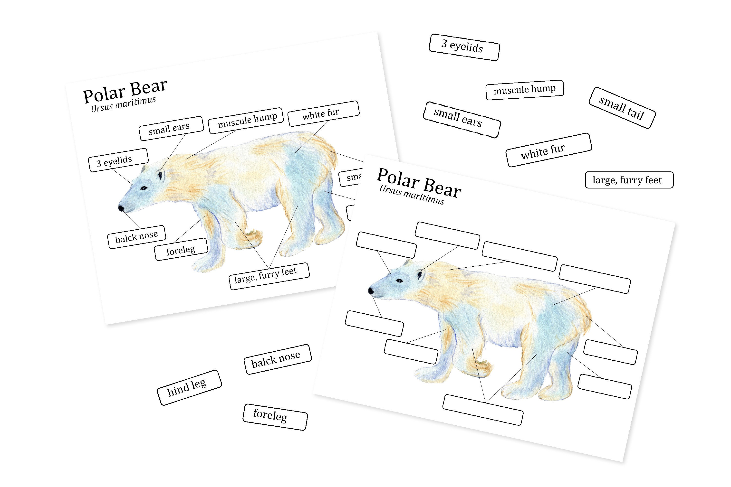 Polar Bear Anatomy worksheets Homeschool printables Nature Etsy