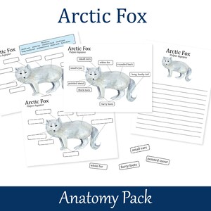 Arctic Fox Anatomy poster, Homeschool biology learning worksheets, Arctic Animals, Nature Study, 026