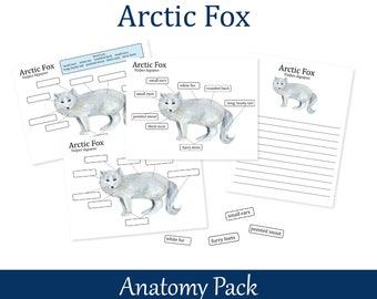 Arctic Fox Anatomy poster, Homeschool biology learning worksheets, Arctic Animals, Nature Study, 026