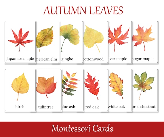 Fall leaves Identification Montessori 3 part cards Preschool