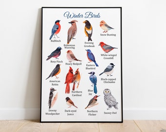 Winter Birds Identification Montessori Poster, Educational Poster, Christmas printables, classroom decor
