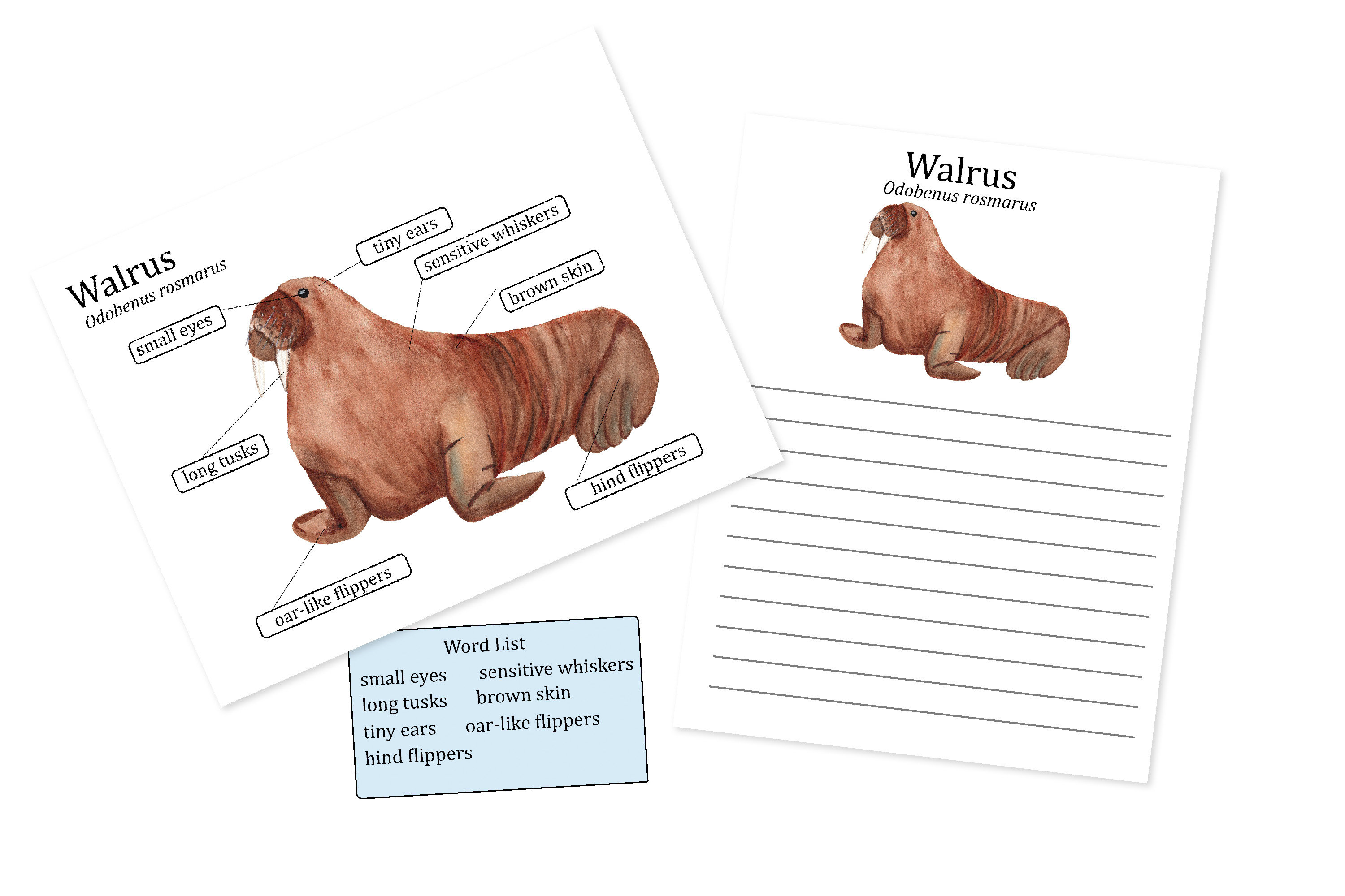 Walrus Anatomy Worksheets, Homeschool Biology Learning, Nature Study