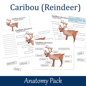 Caribou Reindeer Anatomy worksheets, Homeschool printables, Nature Study, 026