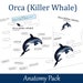 Orca Killer Whale Anatomy Poster, Homeschool Marine Biology Learning ...