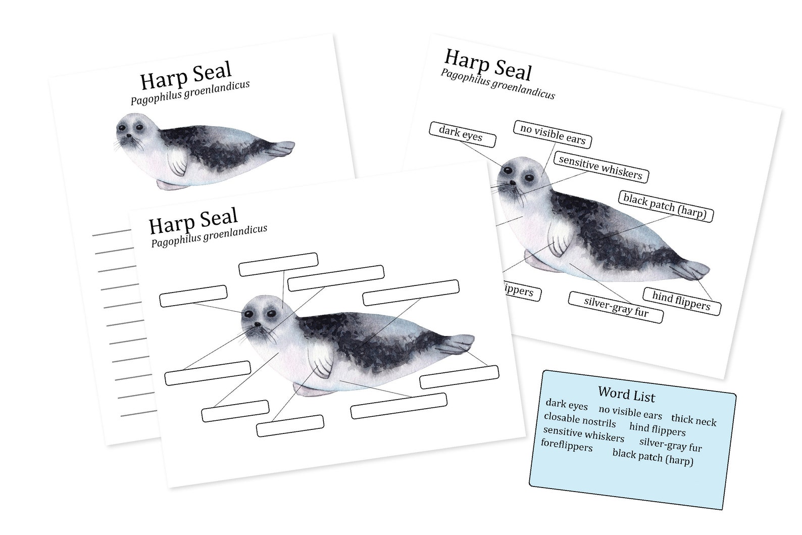 Harp Seal Anatomy Worksheets, Homeschool Printables, Nature Study