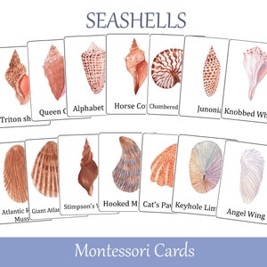 Seashells Flash Cards. Montessori three part cards. Nomenclature cards. Printable Educational Materials
