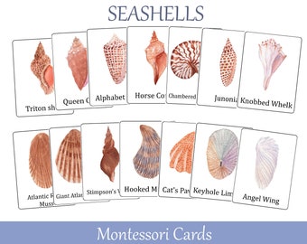 Seashells Flash Cards. Montessori three part cards. Nomenclature cards. Printable Educational Materials