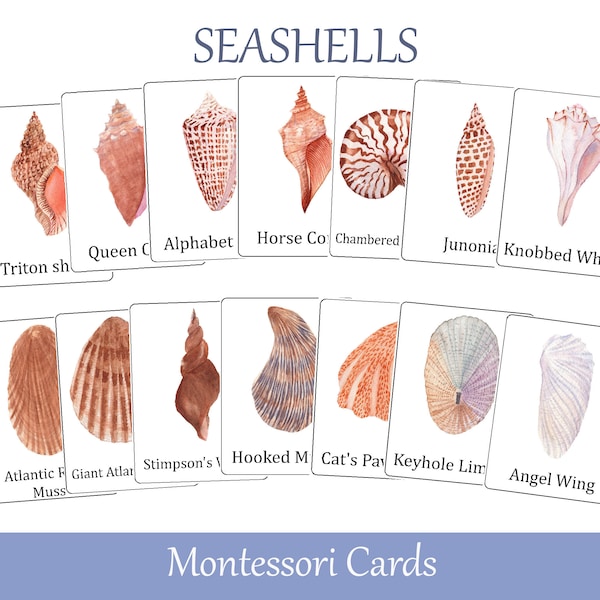 Cartes Flash coquillages. Cartes Montessori en trois parties. Fiches de nomenclature. Matériel pédagogique imprimable