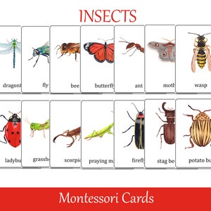 Insects Identification Montessori 3 part cards, Beetles and Bugs Preschool Flash Cards, Nomenclature cards, Printable Educational Materials