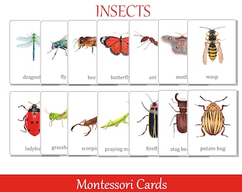 Insects Identification Montessori 3 part cards, Beetles and Bugs Preschool Flash Cards, Nomenclature cards, Printable Educational Materials