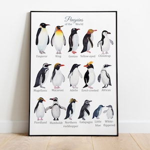 Pinguini Montessori Poster, Poster Educativo, Tipi di Pinguini stampabili, Pinguino Reale, Imperatore, Sottogola