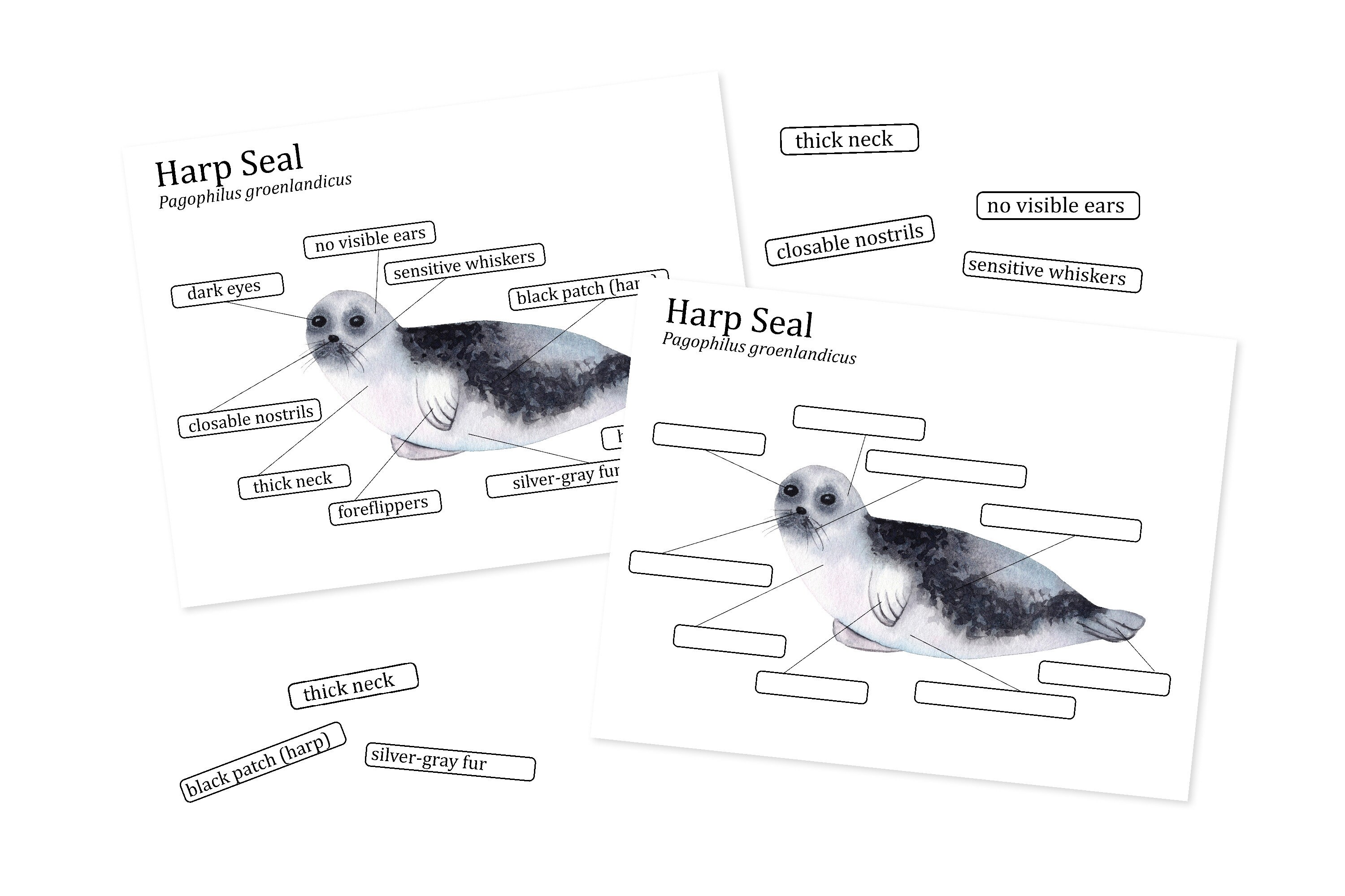 Harp Seal Anatomy worksheets Homeschool printables Nature - Etsy Nederland