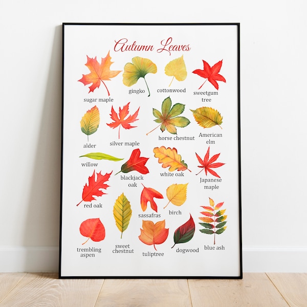 Herfstblad Identificatie Montessori Poster, Educatieve Poster, Herfst bladeren afdrukbaar, klaslokaal decor