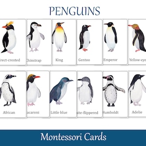 Identificación de especies de pingüinos Tarjetas Montessori de 3 partes, Tarjetas flash preescolares, Tarjetas de nomenclatura, Materiales educativos imprimibles