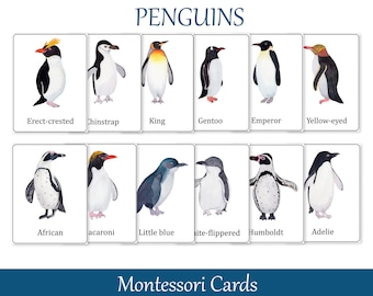 Penguins species Identification Montessori 3 part cards, Preschool Flash Cards, Nomenclature cards, Printable Educational Materials