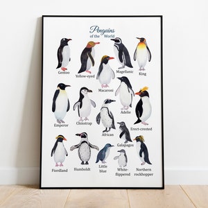 Especies de pingüinos Póster Montessori, Póster educativo, Tipos de pingüinos imprimibles, Pingüino rey, Emperador, Barbijo