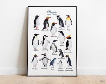 Penguins species Montessori Poster, Educational Poster, Types of Penguins printables, King penguin, Emperor, Chinstrap