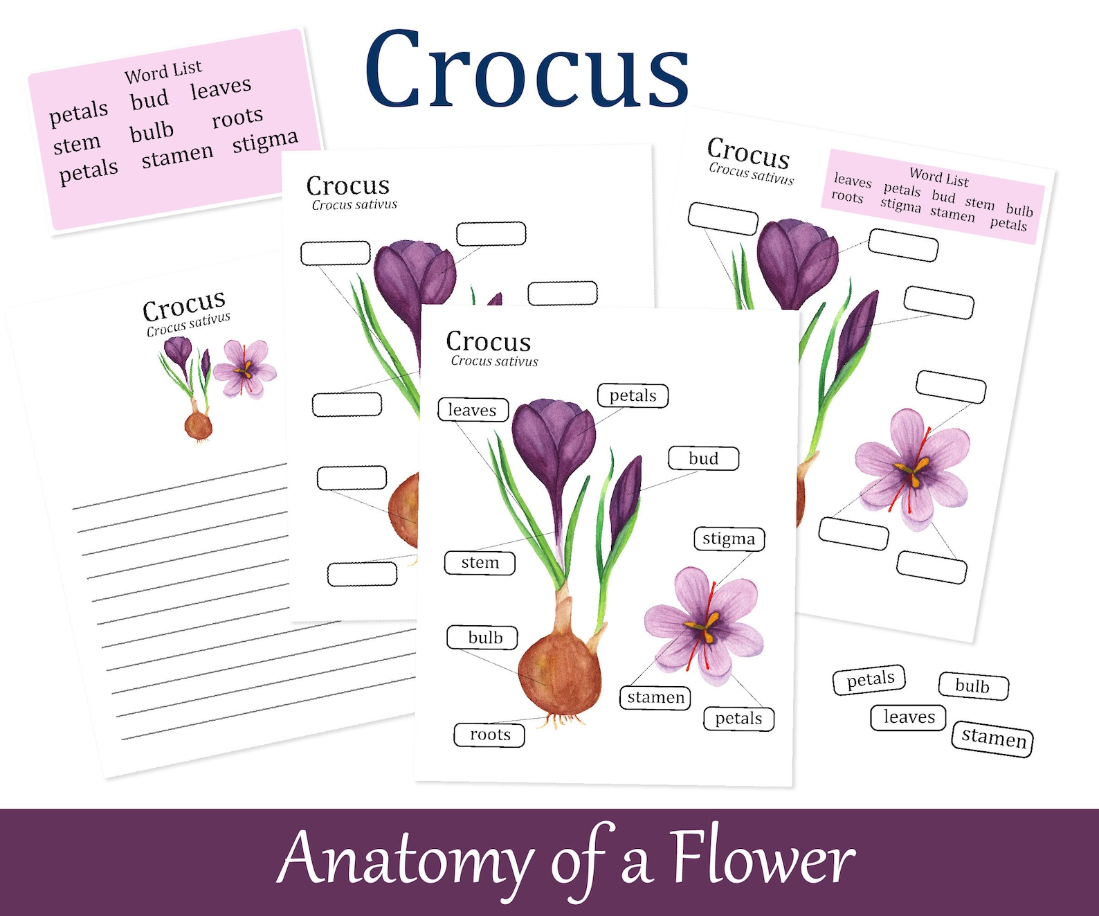 Crocus Anatomy poster Parts of Flower Spring Homeschool Etsy México