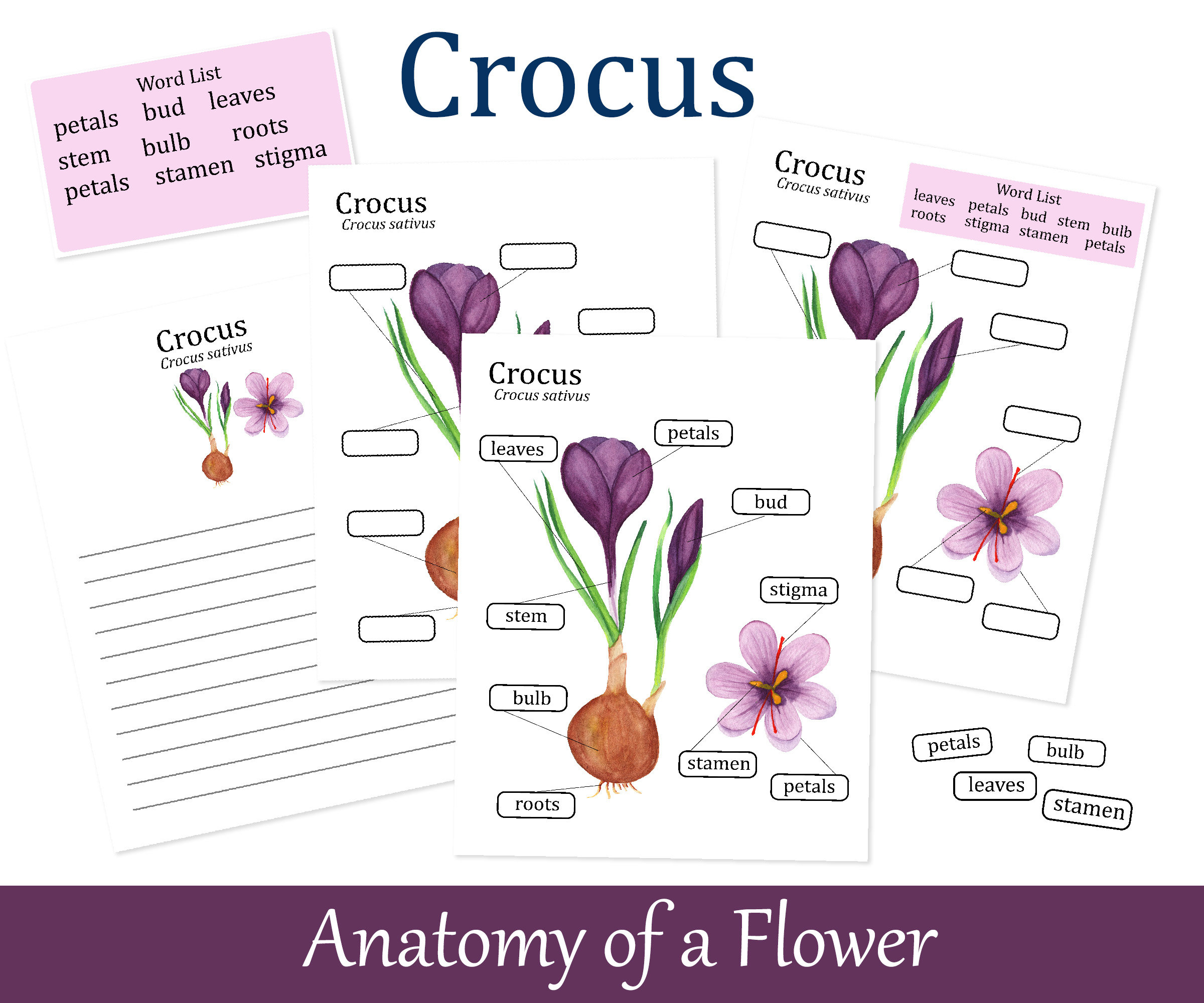 Crocus Anatomy poster Parts of Flower Spring Homeschool | Etsy