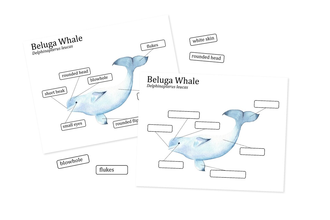 Beluga Whale Anatomy Poster, Homeschool Marine Biology Learning