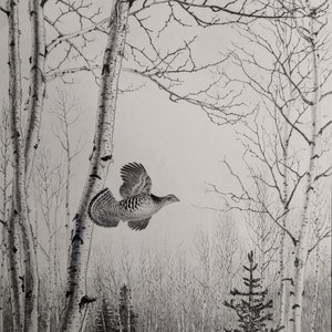 May include: A black and white illustration of a bird flying through a birch tree forest. The bird is in mid-flight, with its wings spread wide. The trees are bare, with their branches reaching up towards the sky.
