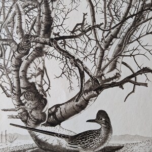 May include: A black and white illustration of a bird standing under a bare tree with branches. The bird has a long, pointed beak and a crest on its head.