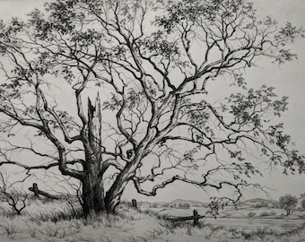 Grabado de Ronau W. Woiceske "Sicómoro viejo", 1939, firmado