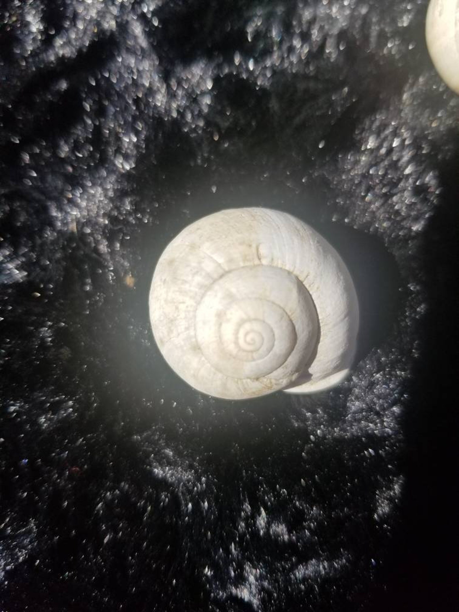 5 Small Spiral Garden Snail Shells 1/21 Etsy