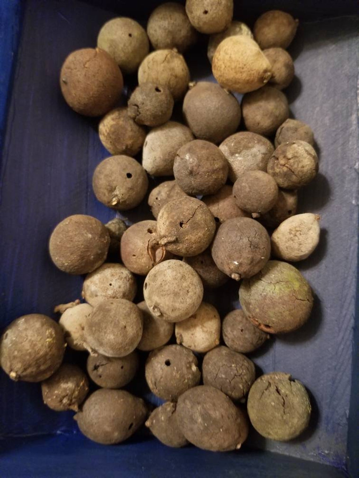 Live Oak Galls mealy Oak Galls Whole Cut or Powdered 7 Etsy