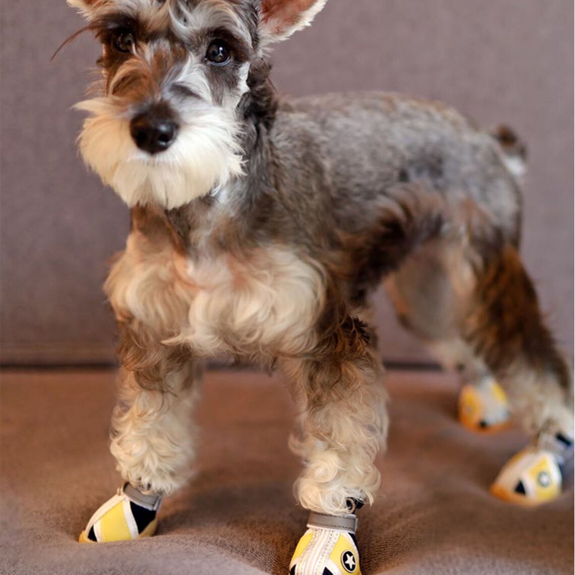 Soft sole pet shoe set Teddy shoe set Custom Pet Shoes pet Etsy