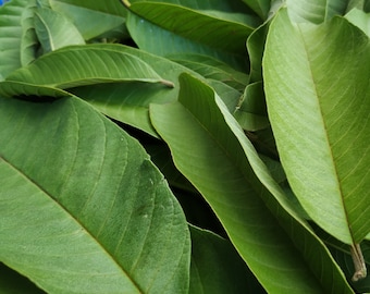 Plus de 500 feuilles de goyave, feuilles de goyave séchées 100 % biologiques de Ceylan