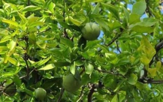 Bael leaves sales in kannada