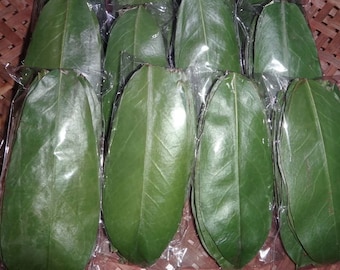 500pcs Organic Soursop Leaves, Dried Annona muricata, Guanabana leaf