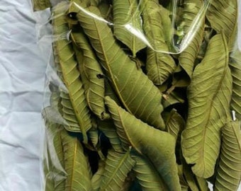 200 g de feuilles de goyave 100 % biologiques, feuilles de goyave séchées de Ceylan