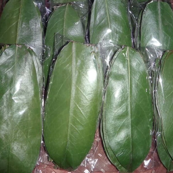 500+ Soursop Leaves 100% Organic from Ceylon