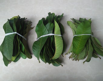 Plus de 500 feuilles de goyave, feuilles de goyave séchées, 100 % feuilles de goyave séchées, feuilles de goyave pures de Ceylan