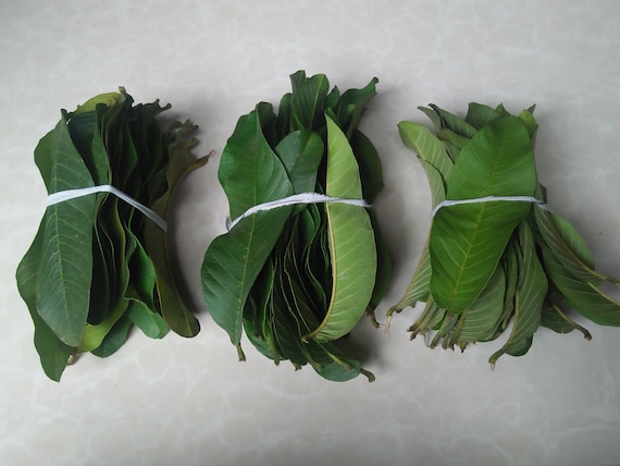 Plus de 500 feuilles de goyave, feuilles de goyave séchées, 100 % feuilles  de goyave séchées, feuilles de goyave pures de Ceylan -  France