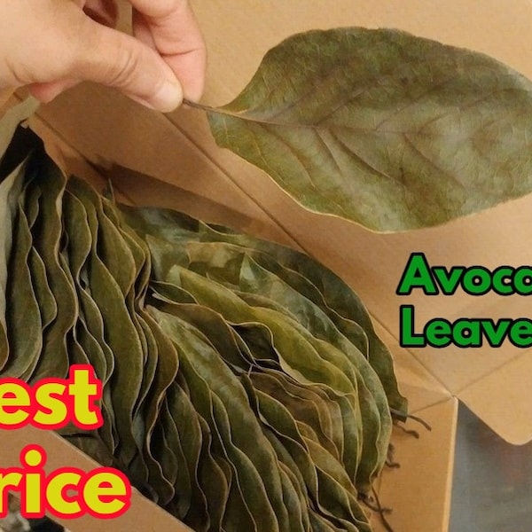 200+ Avocado Leaves 100% Organic , Dried avocado Leaves from Ceylon