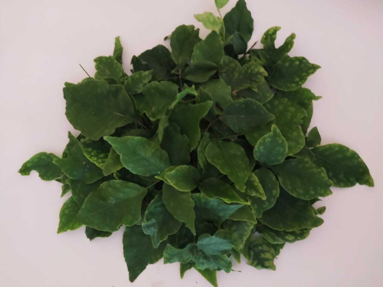 Bael Leaves Bel Leaves Dried Bael Leaves Half Sundried Etsy