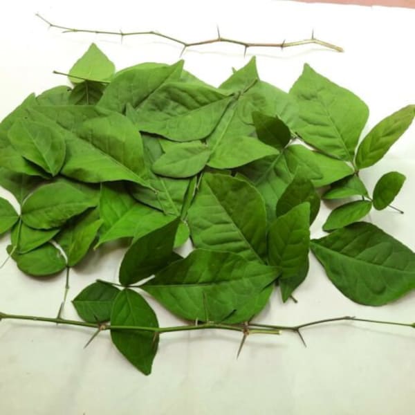 200+ Bael Leaves, Dried Bilva Leaves,Dried Bel Patra,Dried leaves