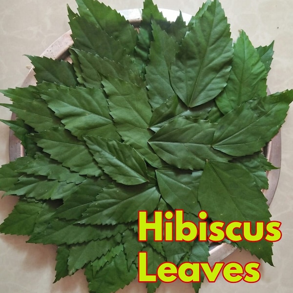 500+ Dried Hibiscus leaves, Hibiscus Powder, Organic Herbal Gudhal Leaves, 100% Natural Herbal Tea.