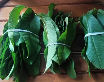 Plus de 300 feuilles de goyave,Feuilles de goyave séchées,100 % biologique